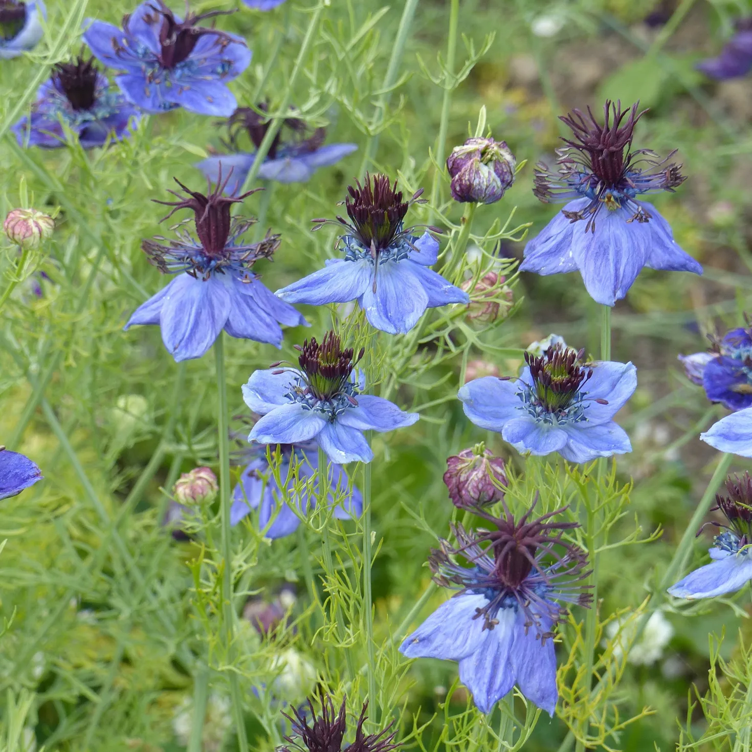 Spanischer Schwarzkümmel 'Midnight' - Tiefblau, wild und bienenfreundlich