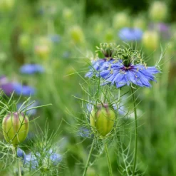 Spanischer Schwarzkümmel 'Midnight' - Tiefblau, wild und bienenfreundlich