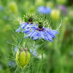 Spanischer Schwarzkümmel 'Midnight' - Tiefblau, wild und bienenfreundlich