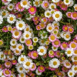 Spanisches Gänseblümchen Profusion - Blüht von Mai bis Oktober