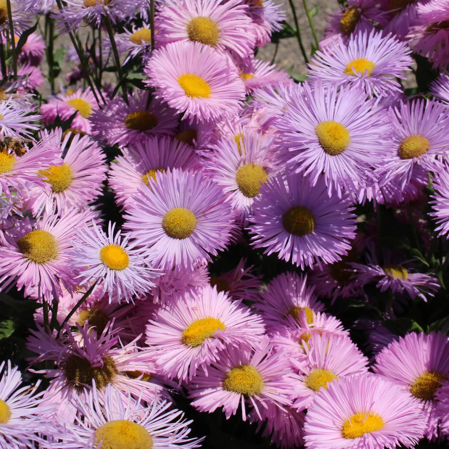 Spanisches Gänseblümchen ‘Rosa Jewel’ - Rosa Blütenwolke den ganzen Sommer