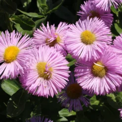 Spanisches Gänseblümchen ‘Rosa Jewel’ - Rosa Blütenwolke den ganzen Sommer