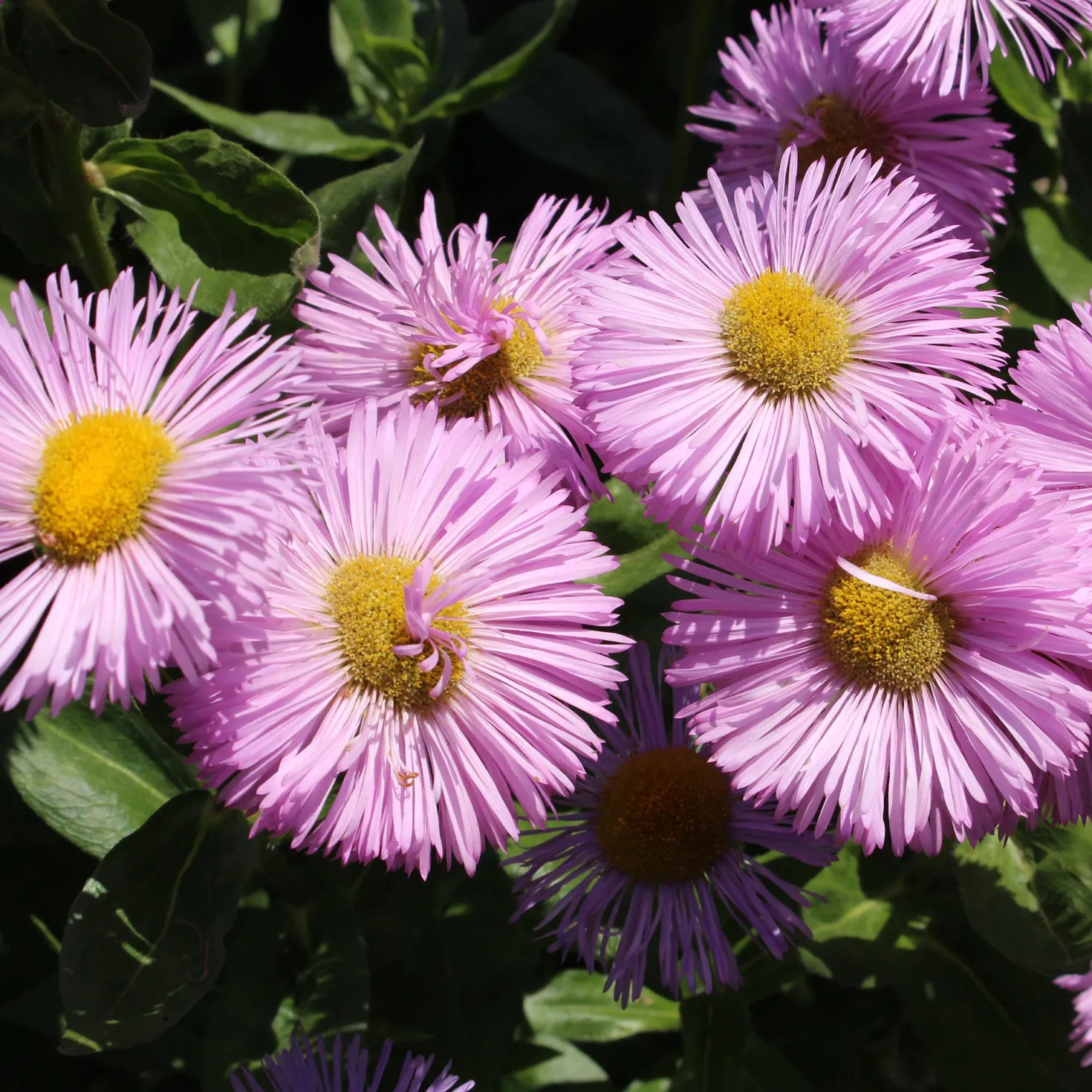 Spanisches Gänseblümchen ‘Rosa Jewel’ - Rosa Blütenwolke den ganzen Sommer