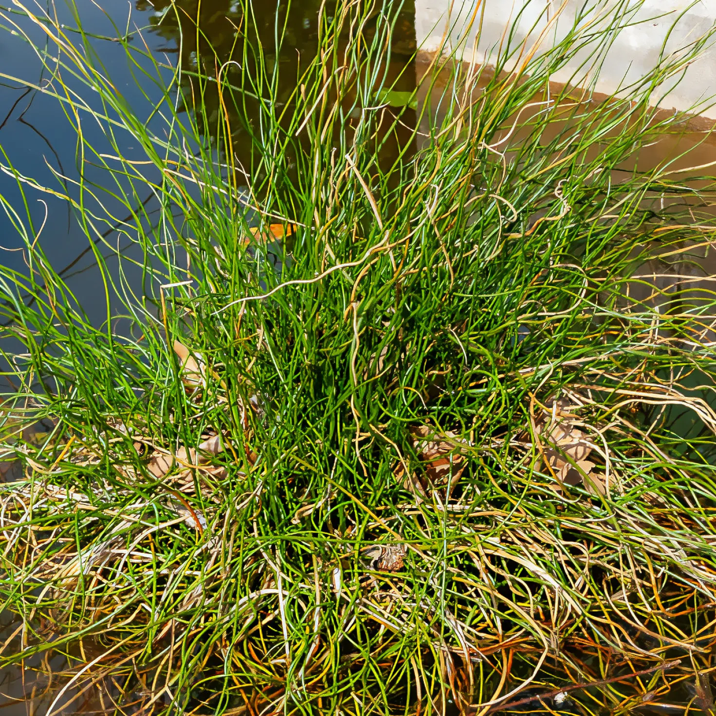 Sparrige Binse Spiralis - Spiralen fürs Wasser