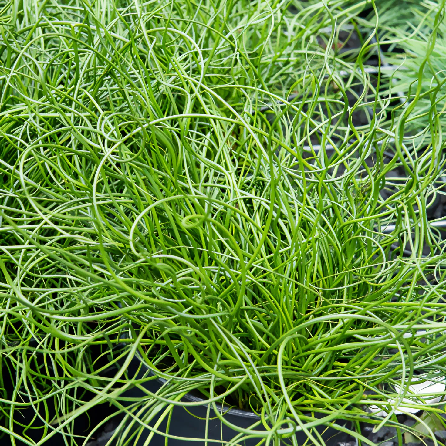 Sparrige Binse Spiralis - Spiralen fürs Wasser