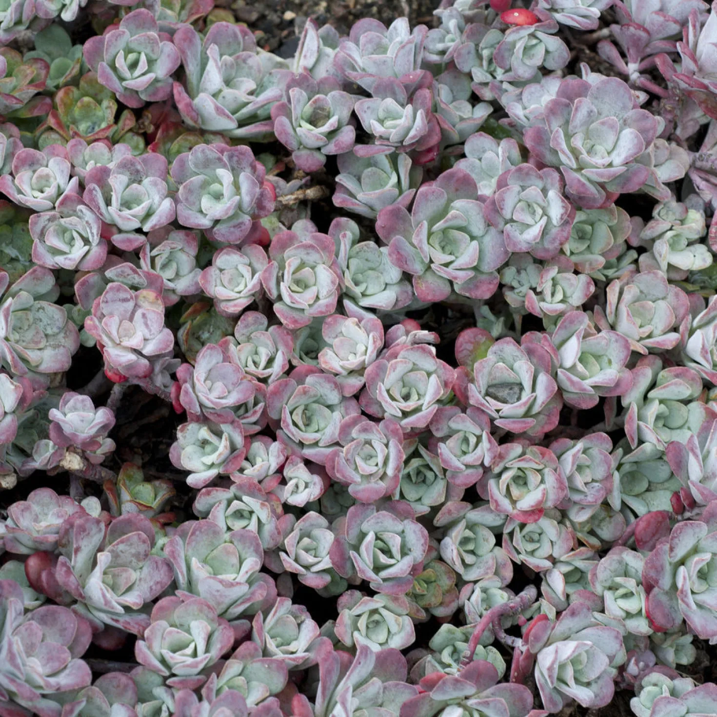 Spatelblättriges Fettblatt 'Purpureum' - Farbteppich ohne Pflege