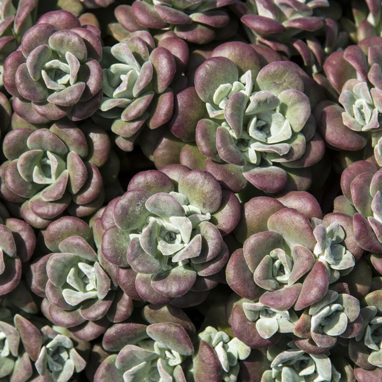 Spatelblättriges Fettblatt 'Purpureum' - Farbteppich ohne Pflege