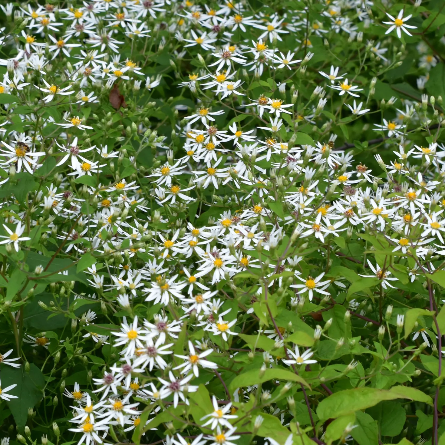 Sperrige Aster - Weiße Blüten im Schatten