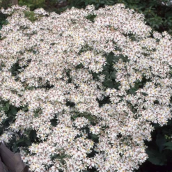 Sperrige Aster - Weiße Blüten im Schatten