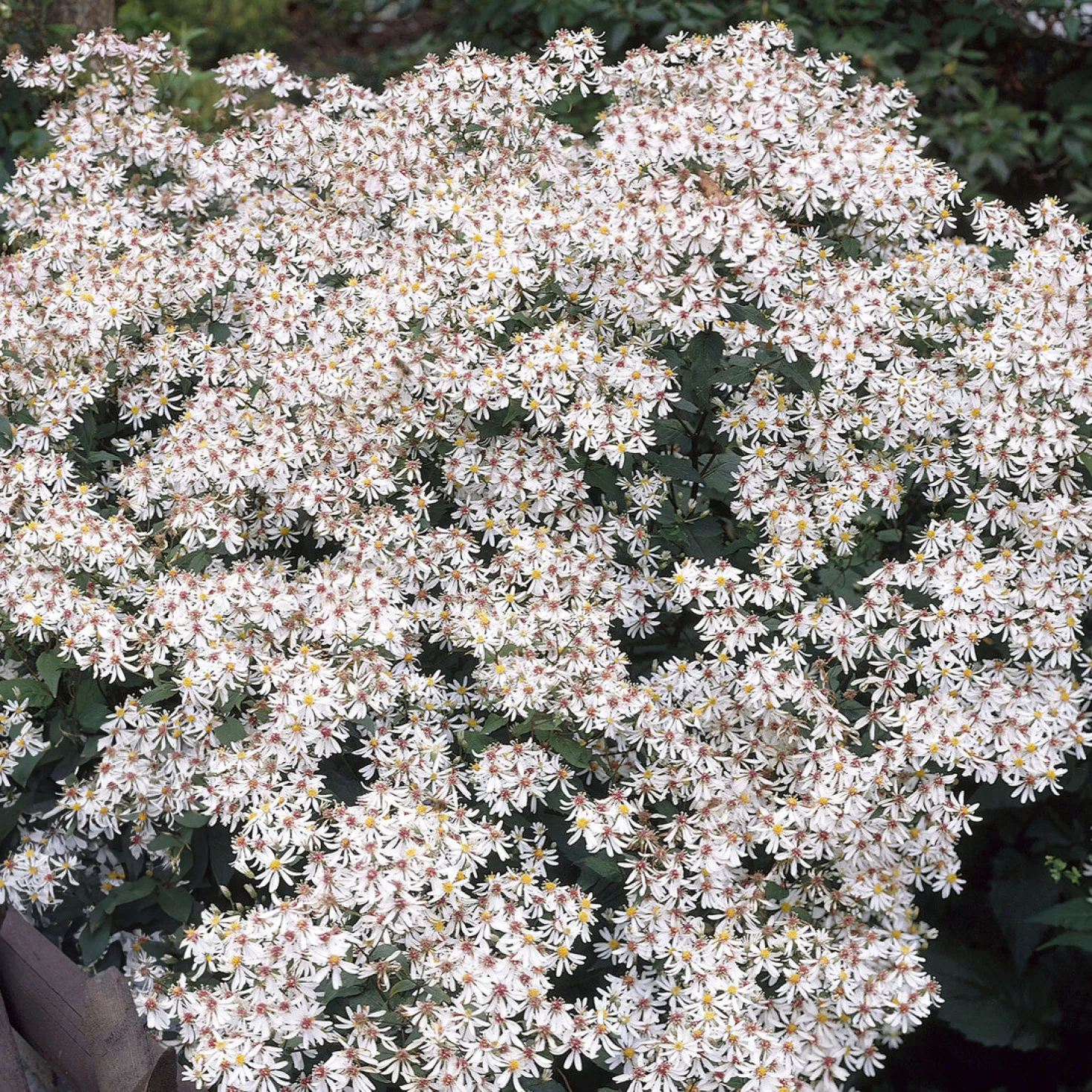 Sperrige Aster - Weiße Blüten im Schatten