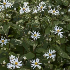 Sperrige Aster - Weiße Blüten im Schatten