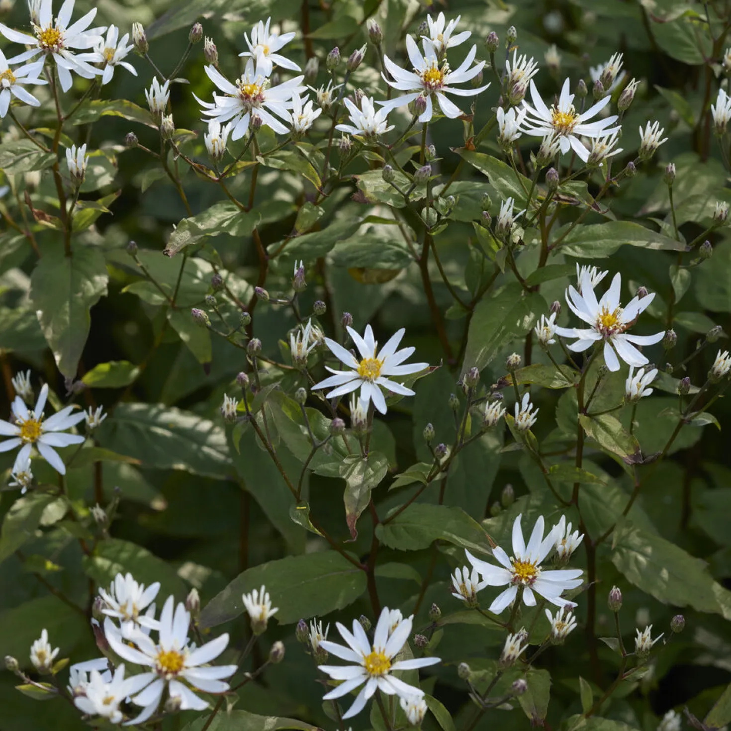 Sperrige Aster - Weiße Blüten im Schatten