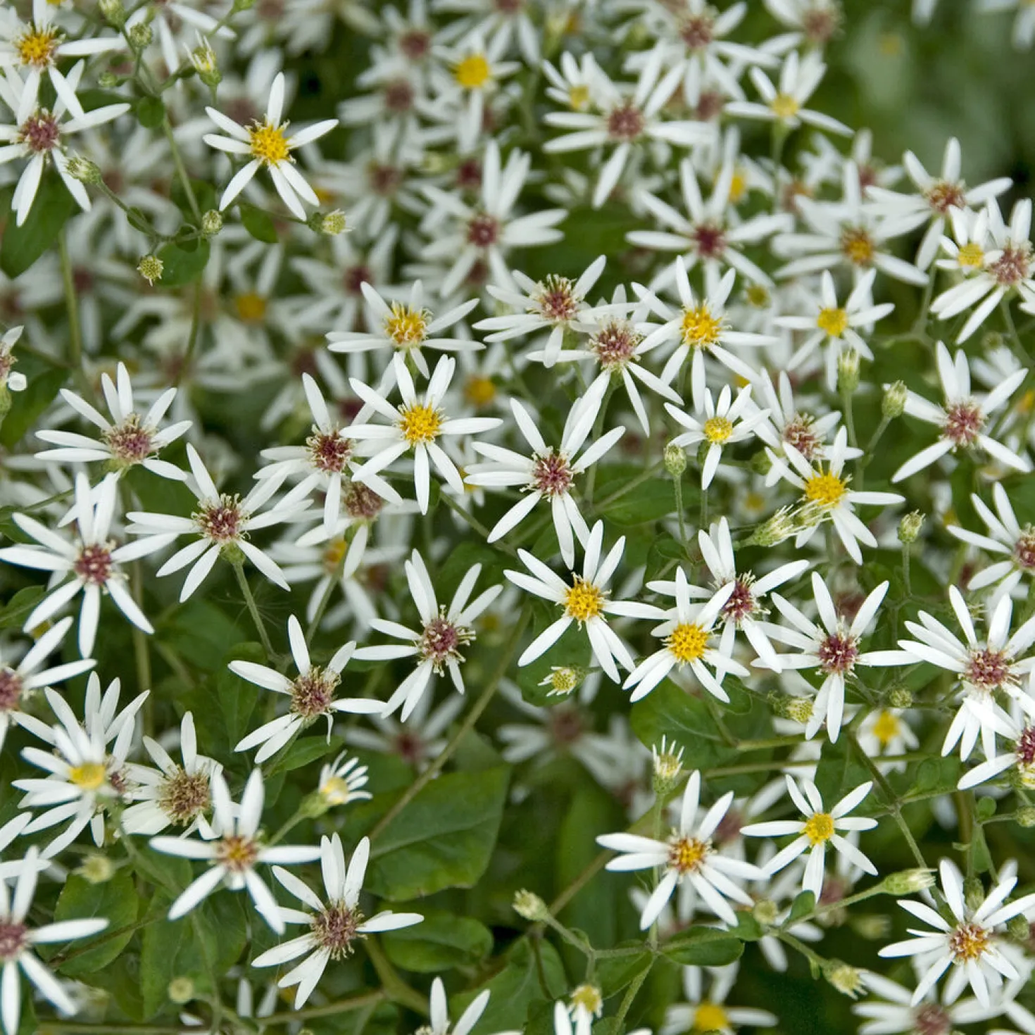 Sperrige Aster - Weiße Blüten im Schatten