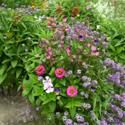 Spezieller Blumenteppich für Blumenkästen - Blütenmeer im Handumdrehen