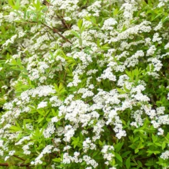 Spierstrauch arguta - Weiße Blütenwolke im April