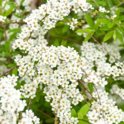 Spierstrauch arguta - Weiße Blütenwolke im April