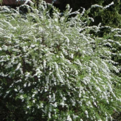 Spierstrauch 'Grefsheim' - Weißes Blütenmeer im Frühling
