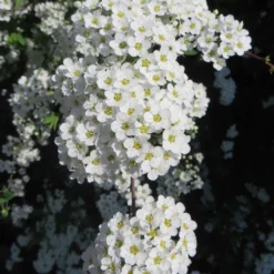 Spierstrauch 'Grefsheim' - Weißes Blütenmeer im Frühling