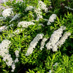 Spierstrauch 'Grefsheim' - Weißes Blütenmeer im Frühling