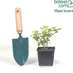 Spindelstrauch ‚Emerald ’n’ Gold‘ - Farbe im Garten, das ganze Jahr