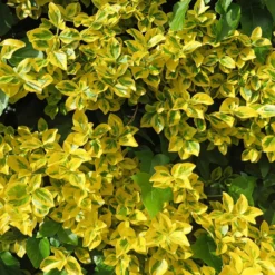 Spindelstrauch ‚Emerald ’n’ Gold‘ - Farbe im Garten, das ganze Jahr
