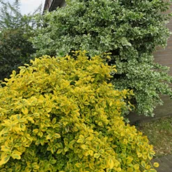 Spindelstrauch ‚Emerald ’n’ Gold‘ - Farbe im Garten, das ganze Jahr