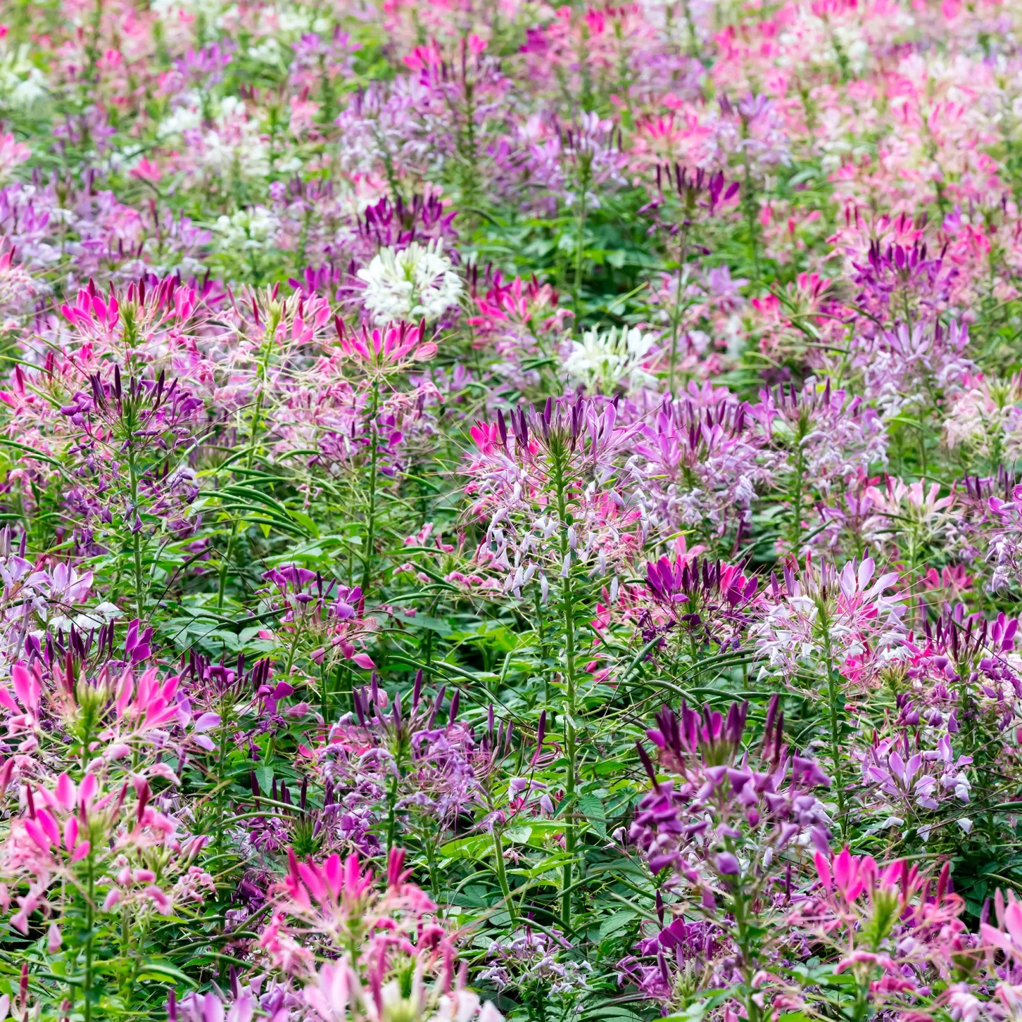Spinnenblume 'Colour Fountain' Mischung - Sommerblüten wie ein Farbfeuerwerk