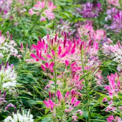 Spinnenblume 'Colour Fountain' Mischung - Sommerblüten wie ein Farbfeuerwerk