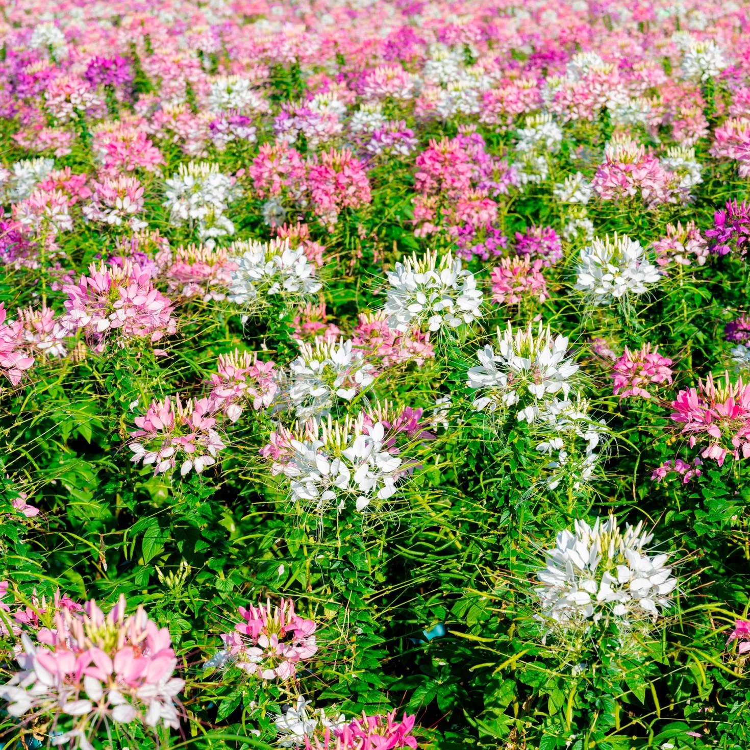 Spinnenblume 'Colour Fountain' Mischung - Sommerblüten wie ein Farbfeuerwerk