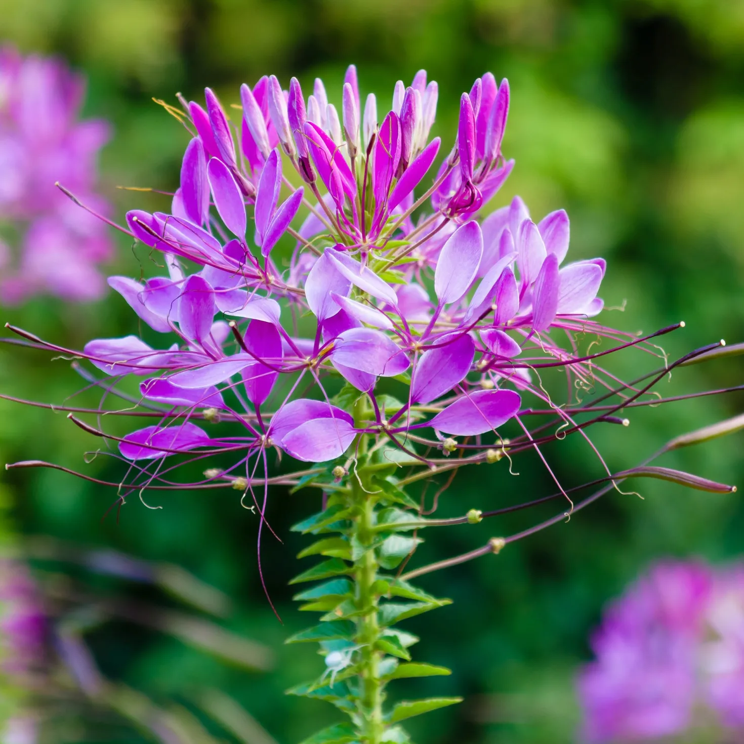 Spinnenblume Violet Queen - Violette Blütenwolke im Beet
