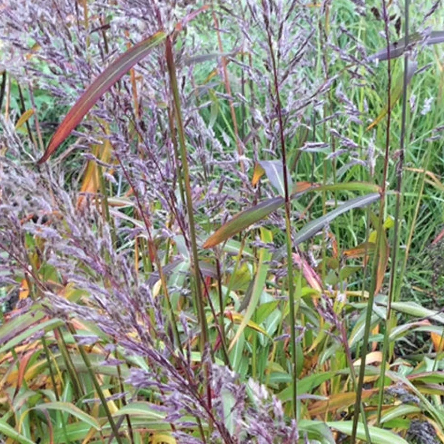 Spodiopogon sibiricus - Herbstfeuer im Beet