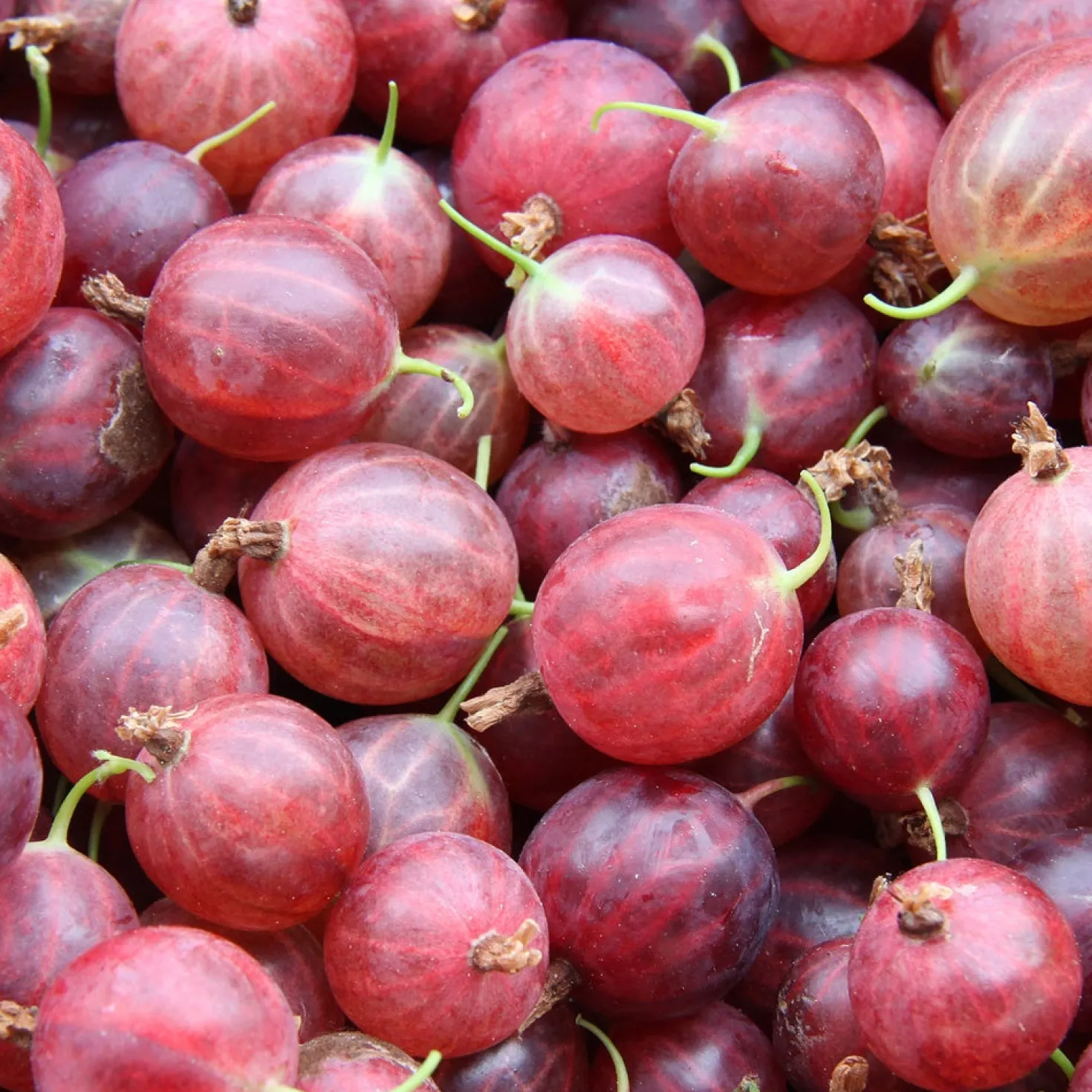 Stachelbeere Hinnonmäki Rot - Süße rote Ernte im Sommer