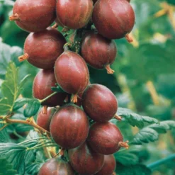 Stachelbeere Winham's Industry (x2) - Süße Beeren ganz einfach