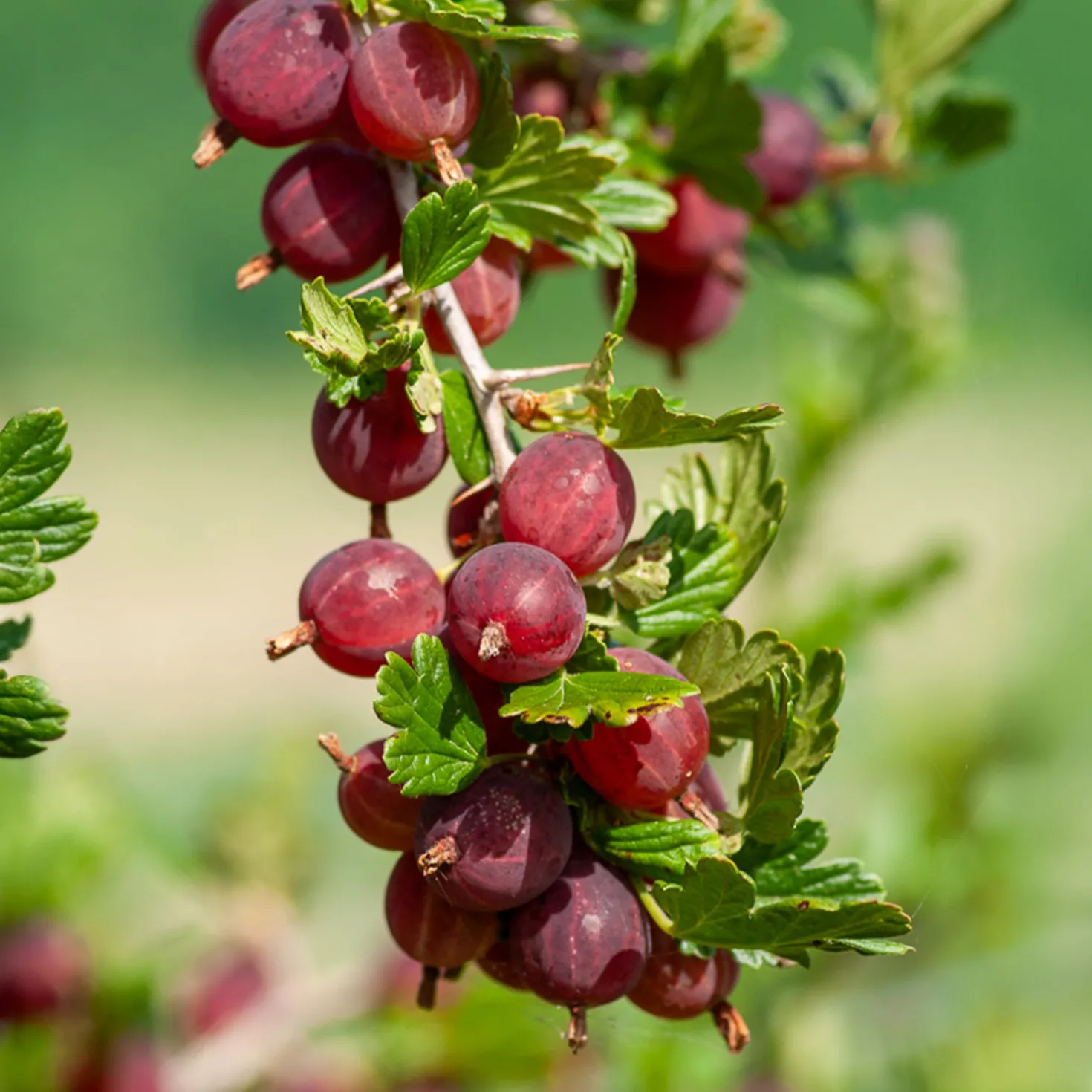 Stachelbeere Winham's Industry (x2) - Süße Beeren ganz einfach
