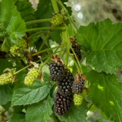 stachellose Brombeere - Naschen ohne Piksen