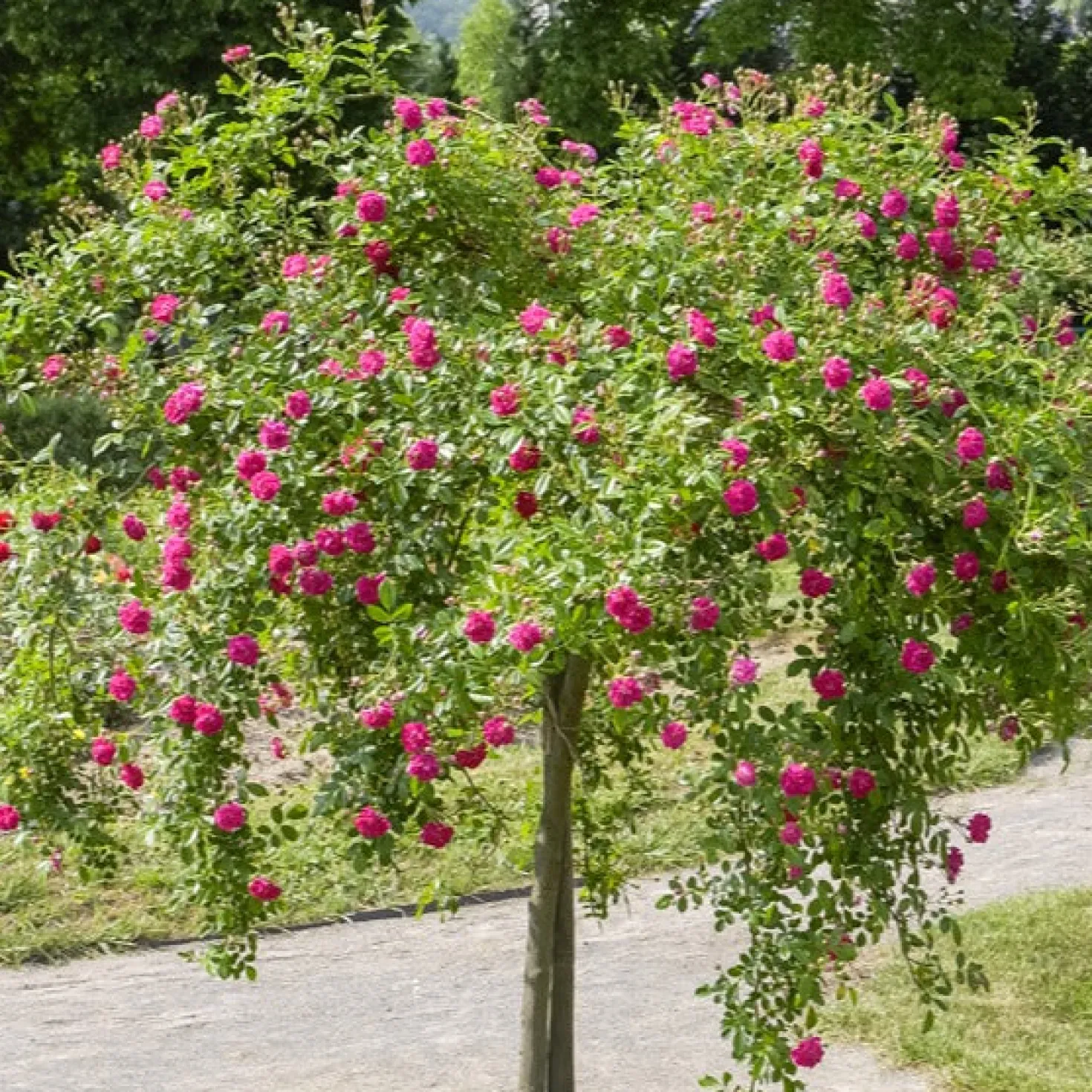 Stammrose Excelsa - Rosenkaskade auf Stamm