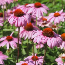 5 Stauden für ein blühendes Beet - Ein Beet voller Leben