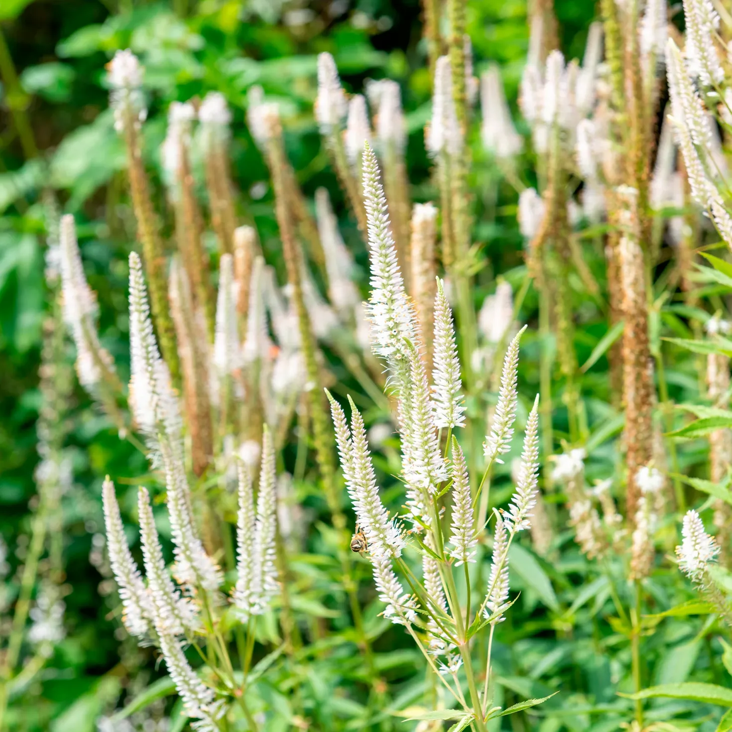 5 Stauden für eine Blumenwiese - Wiese statt Rasen
