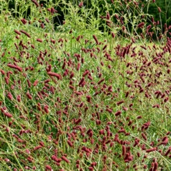 5 Stauden für eine Blumenwiese - Wiese statt Rasen