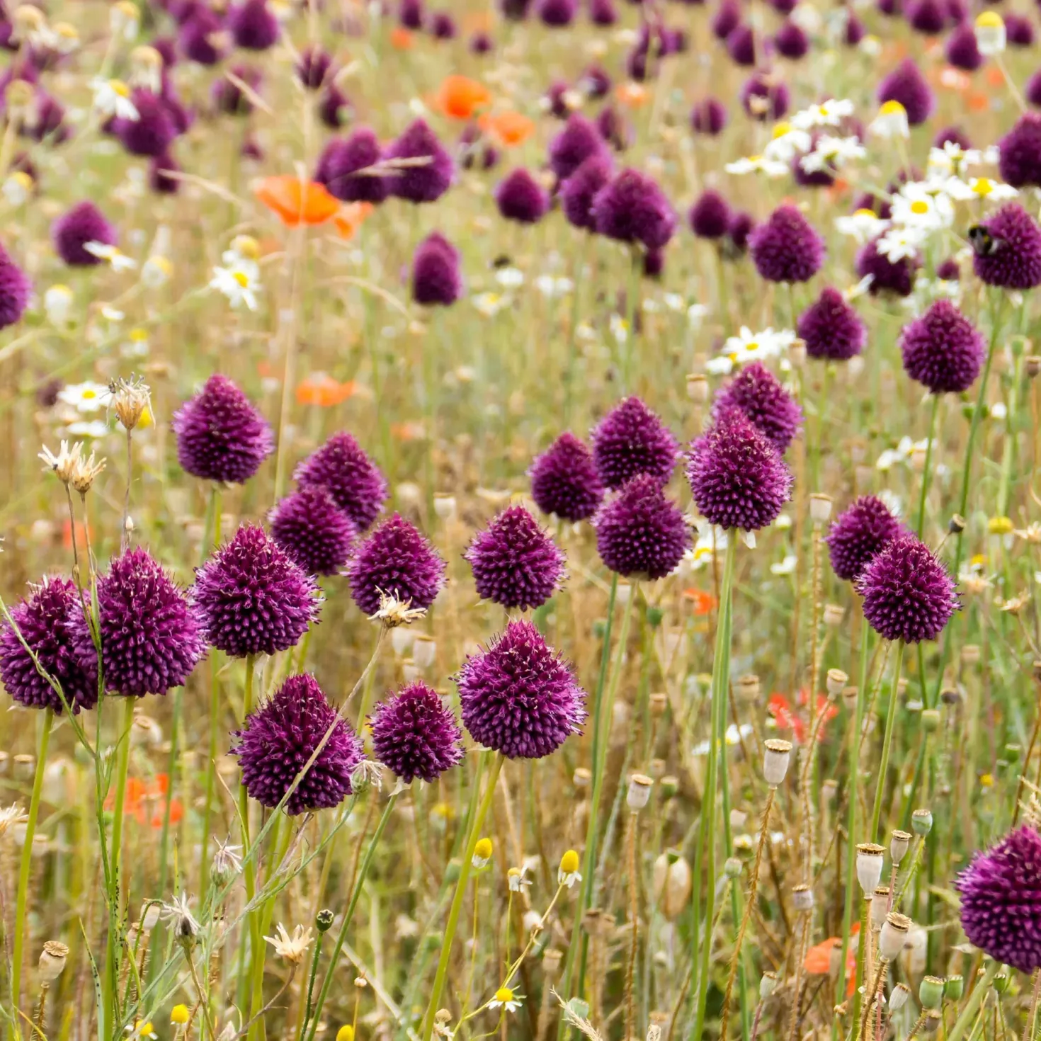 5 Stauden für eine Blumenwiese - Wiese statt Rasen