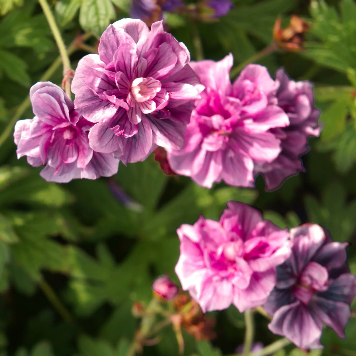 Staudengeranie Birch Double rosa (x2) - Rosa Blüten den ganzen Sommer