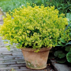 Stauden-Kollektion für Halbschatten (x9) - Spektakuläre Blüte, ländliche Atmosphäre