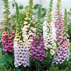 Stauden-Kollektion für Halbschatten (x9) - Spektakuläre Blüte, ländliche Atmosphäre