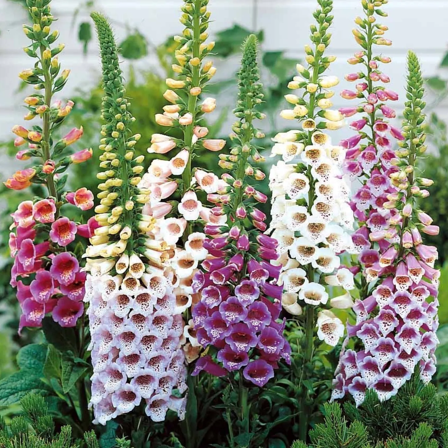 Stauden-Kollektion für Halbschatten (x9) - Spektakuläre Blüte, ländliche Atmosphäre