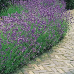 Stauden-Kollektion für modernes Outdoor-Design (x6) - Stilvolle Vielfalt im Freien