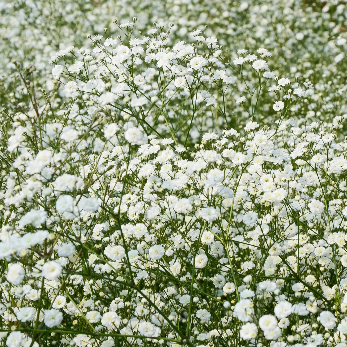 Stauden-Kollektion für naturnahe Beete (x11) - Blühende Vielfalt für Land