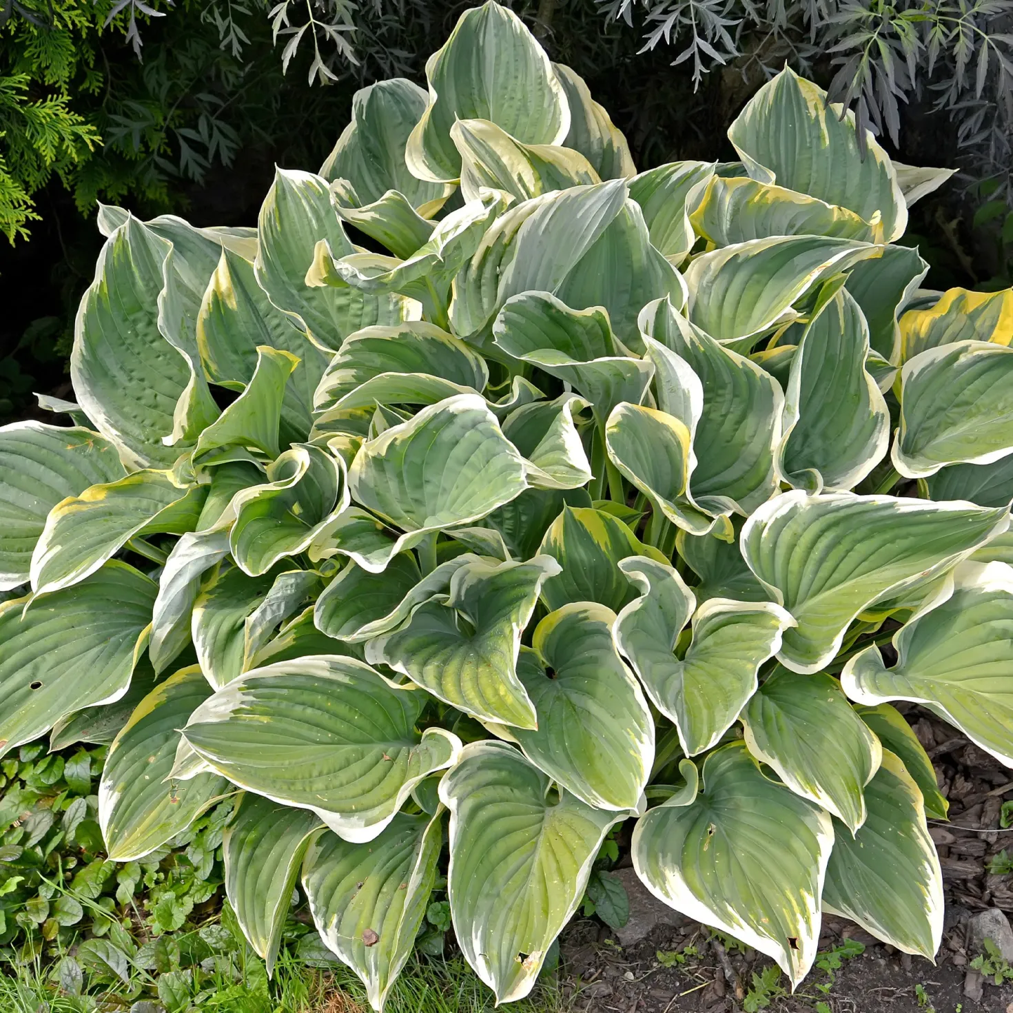 Stauden-Kollektion gemischt (x12) ca. 2 m² - Ein Beet, sofort voller Farbe