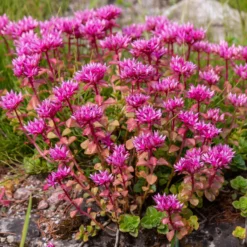 Stauden-Kollektion gemischt (x12) ca. 2 m² - Ein Beet, sofort voller Farbe