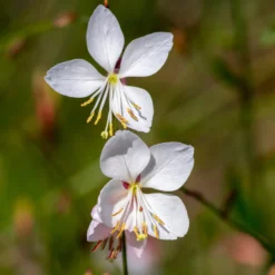 Stauden-Kollektion in zarten Farben (x4) - Sanfte Blütenpracht für Ihr Beet