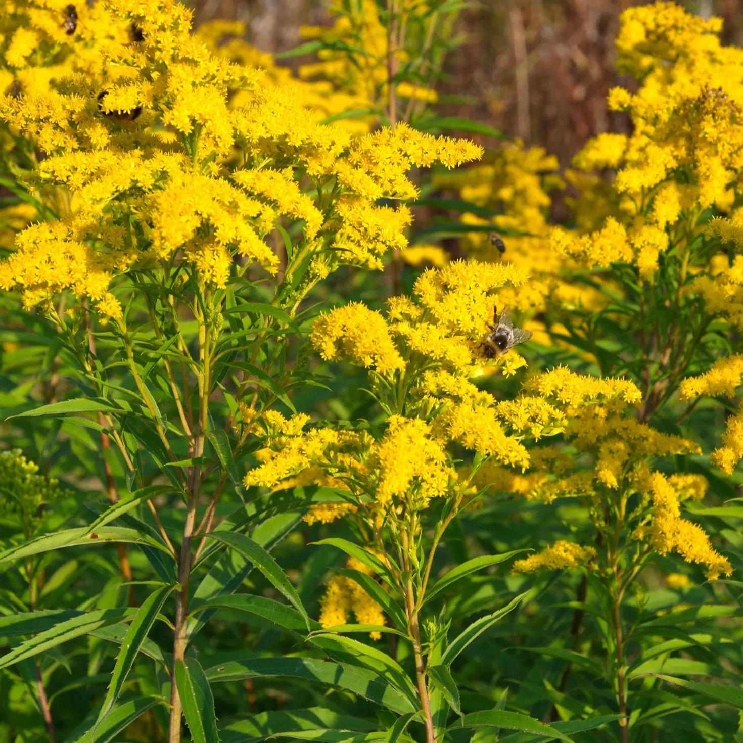 Stauden-Kollektion mit gelber Blüte (x11) - Bringen Sie Ihre Beete zum Strahlen